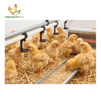Kinh Nghiệm Nuôi Gà Tam Hoàng Giống